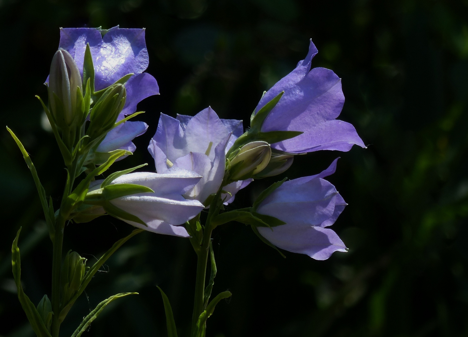 Glockenblume (Campanula)