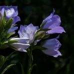 Glockenblume (Campanula)