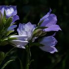 Glockenblume (Campanula)