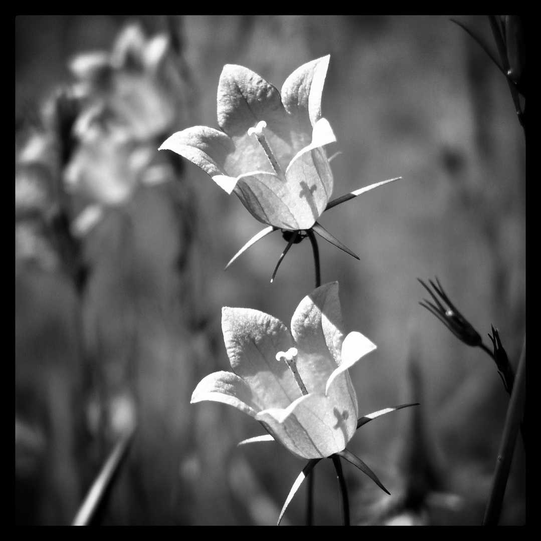 Glockenblume - Campanula persicifolia