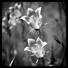 Glockenblume - Campanula persicifolia