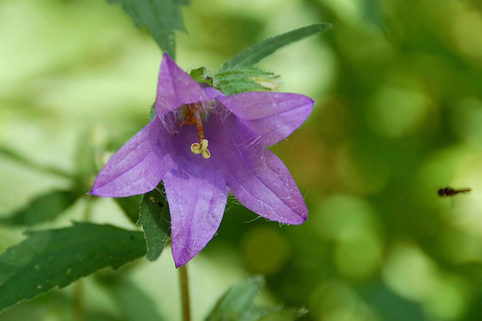 Glockenblume (Campanula sarmatica)