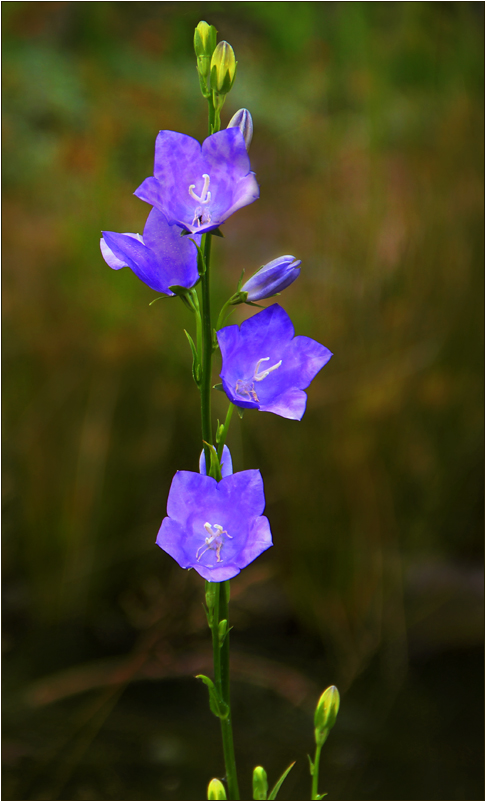 Glockenblume