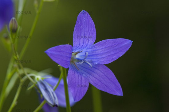 Glockenblume