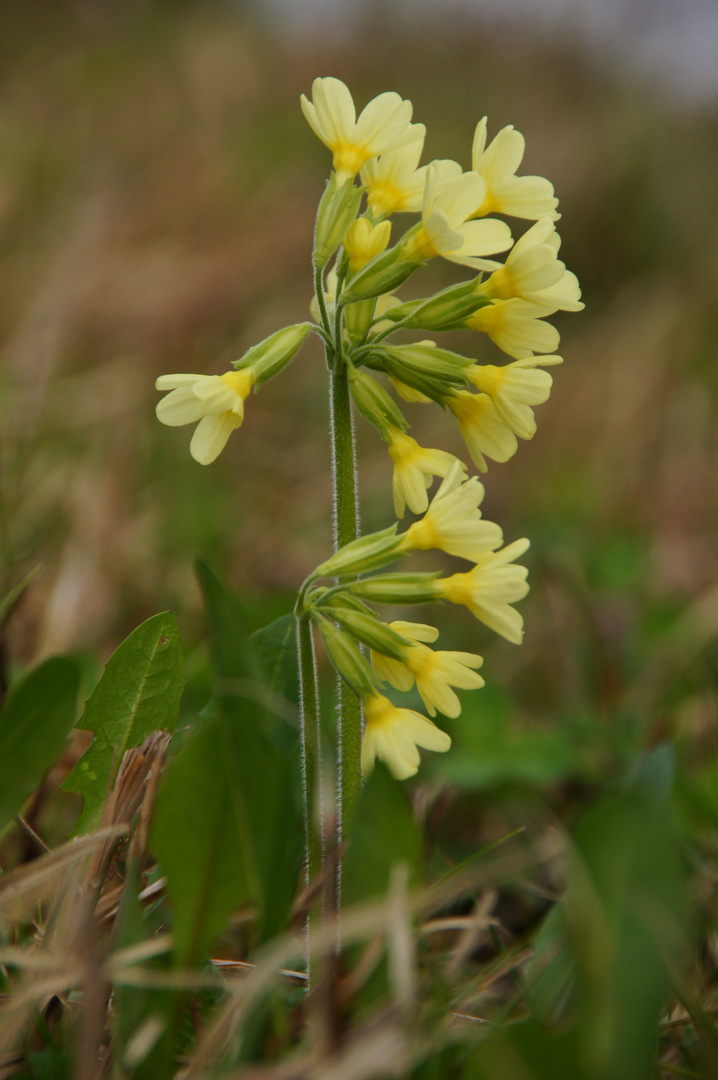 Glockenblume