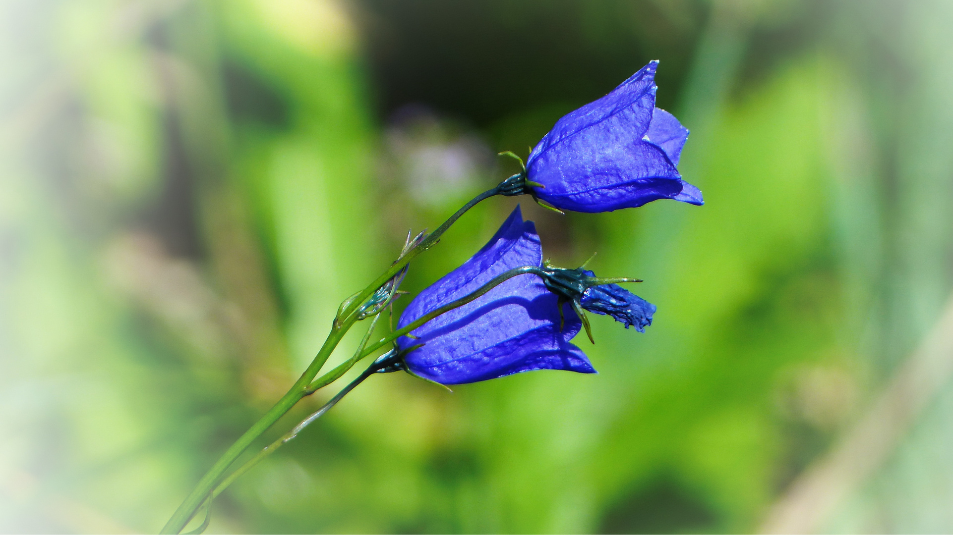 Glockenblume Dachsteingebiet