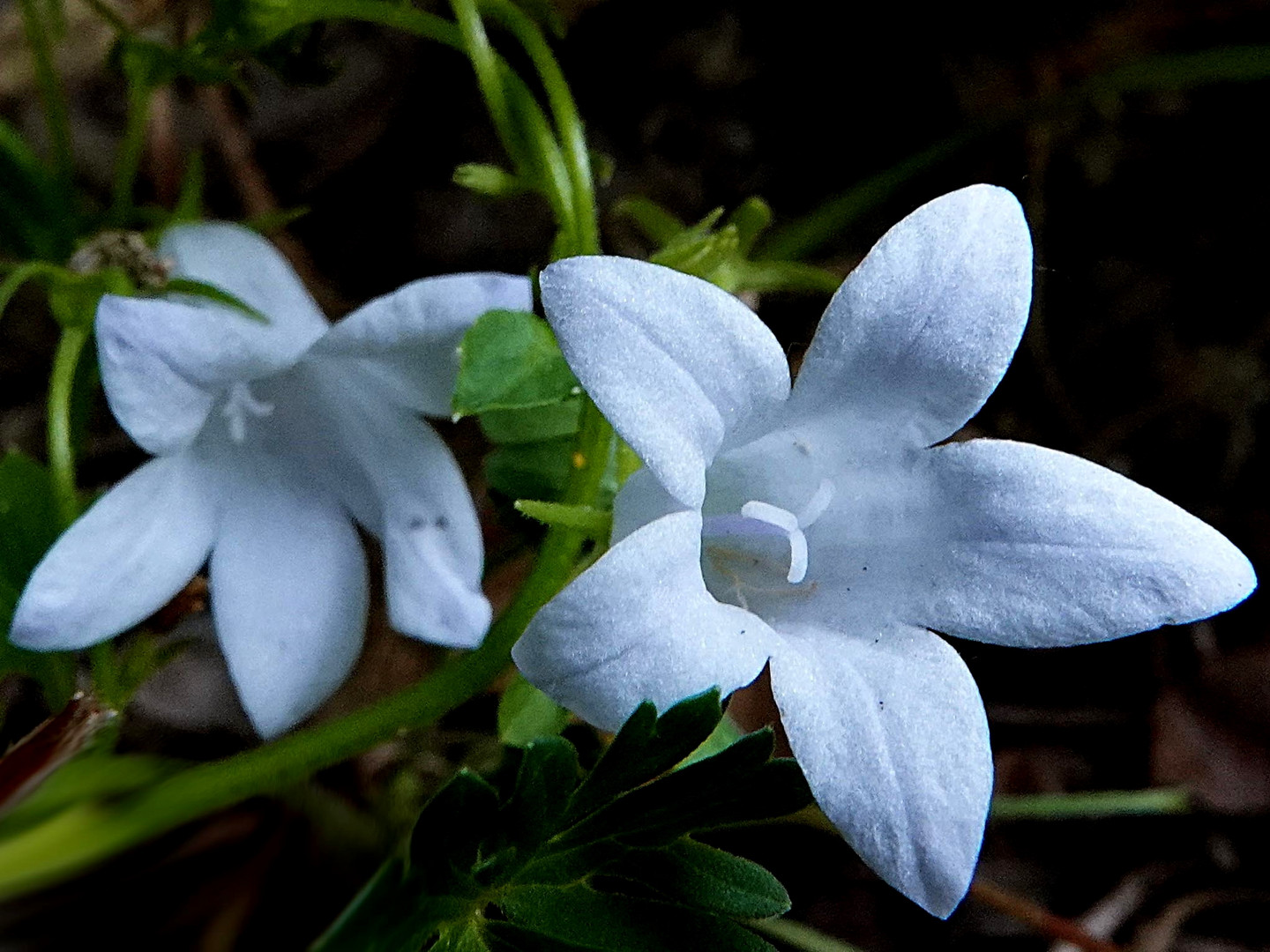 Glockenblume die Weiße