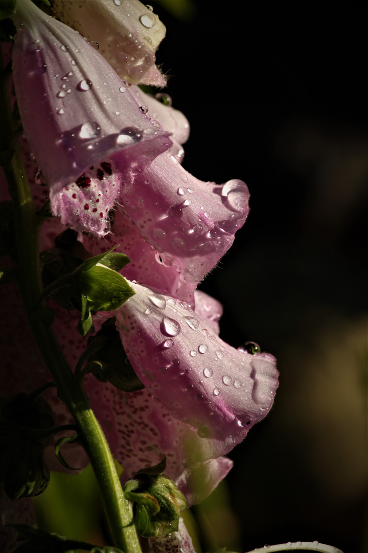 Glockenblume ( Digitalis )