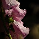 Glockenblume ( Digitalis )