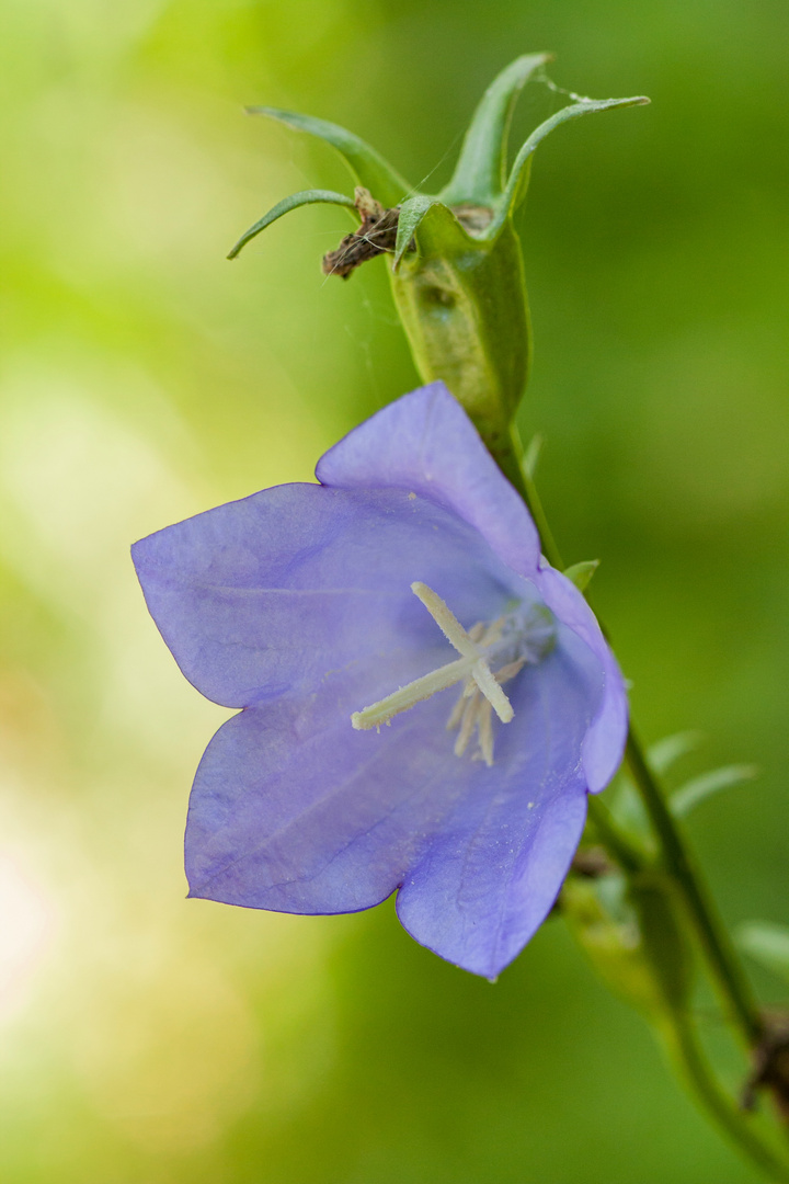 Glockenblume