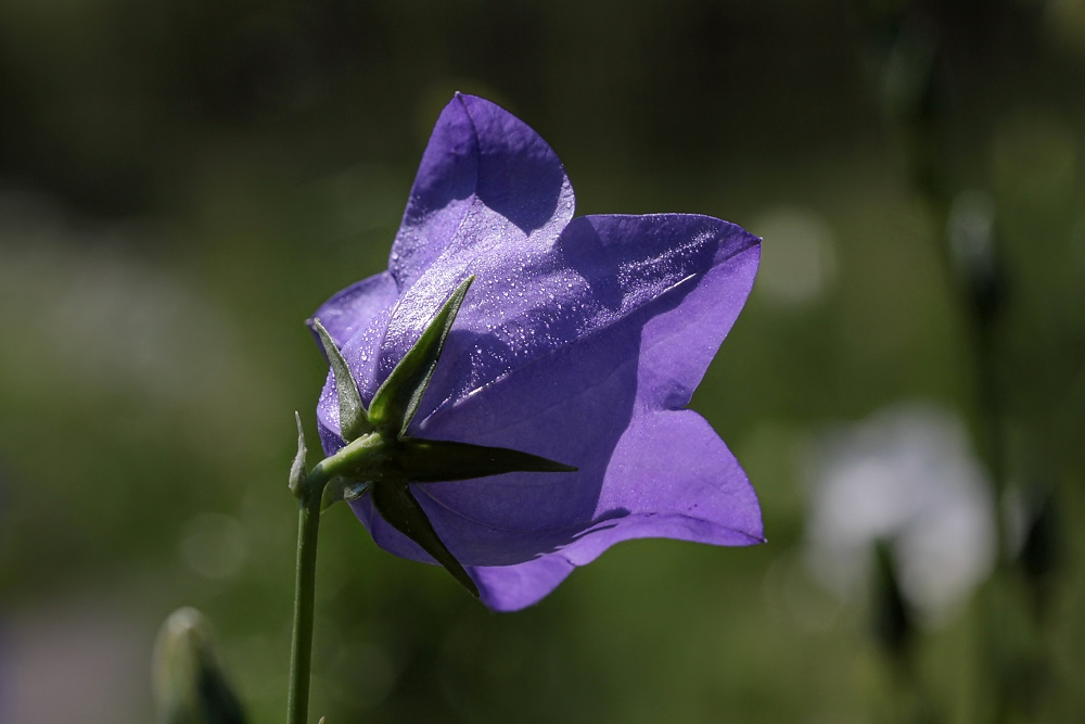 Glockenblume