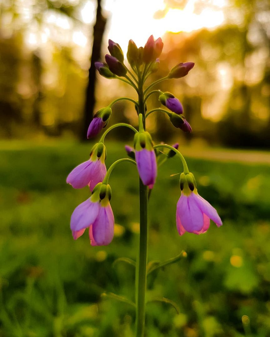 Glockenblume