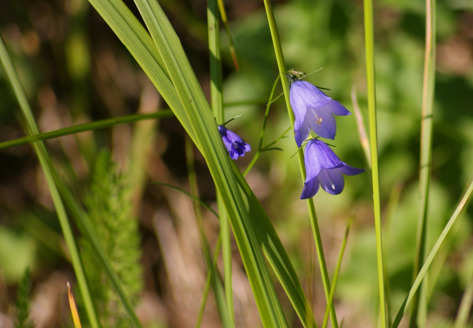 Glockenblume