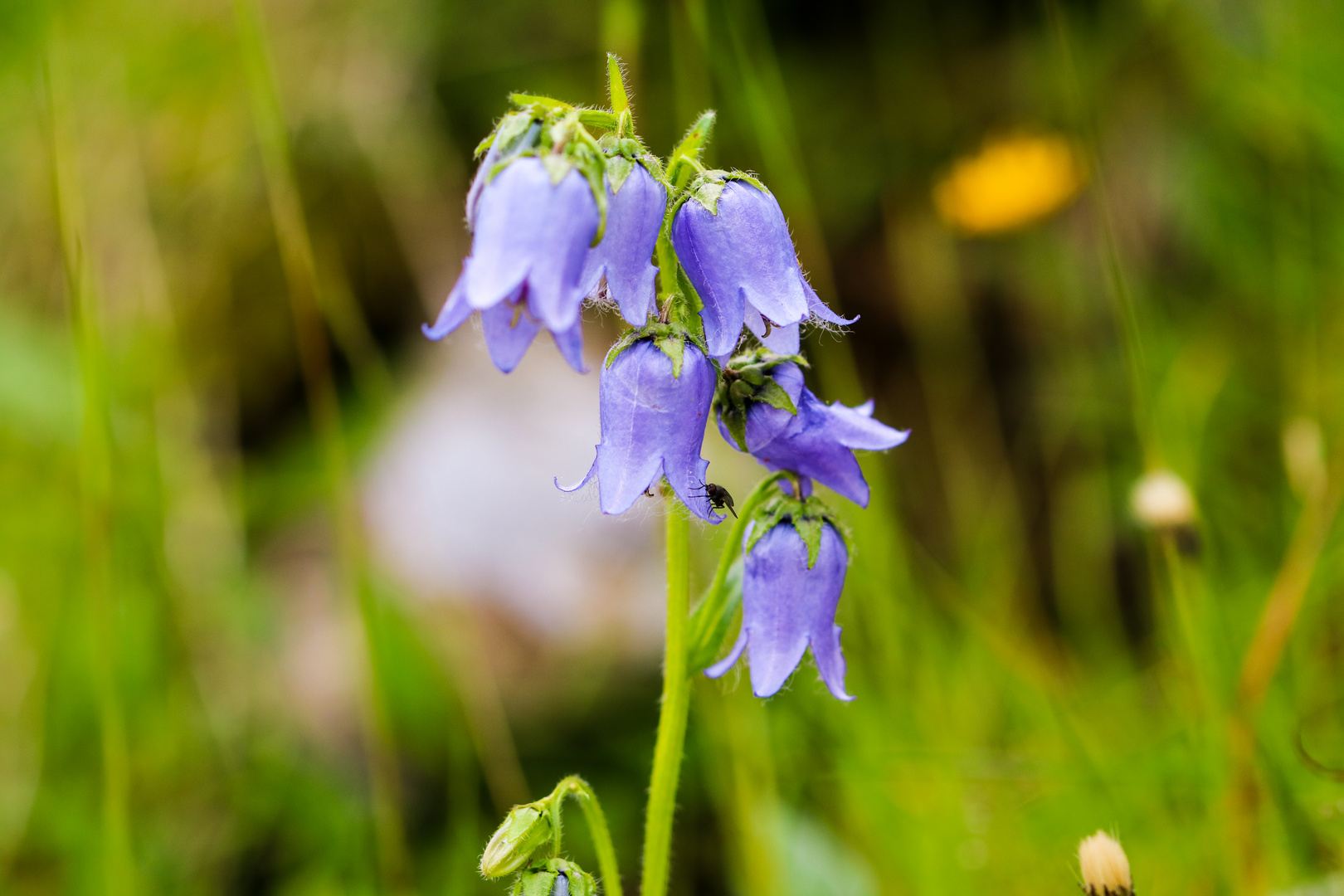 Glockenblume