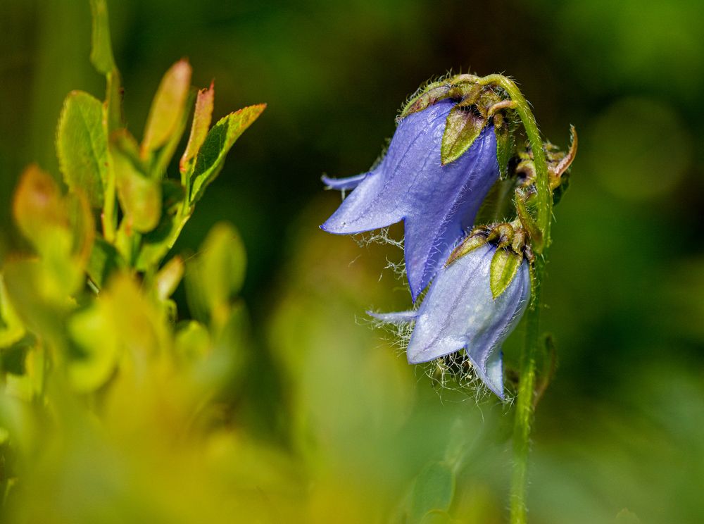 Glockenblume