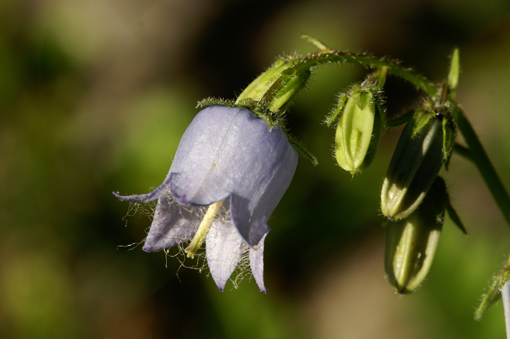 Glockenblume