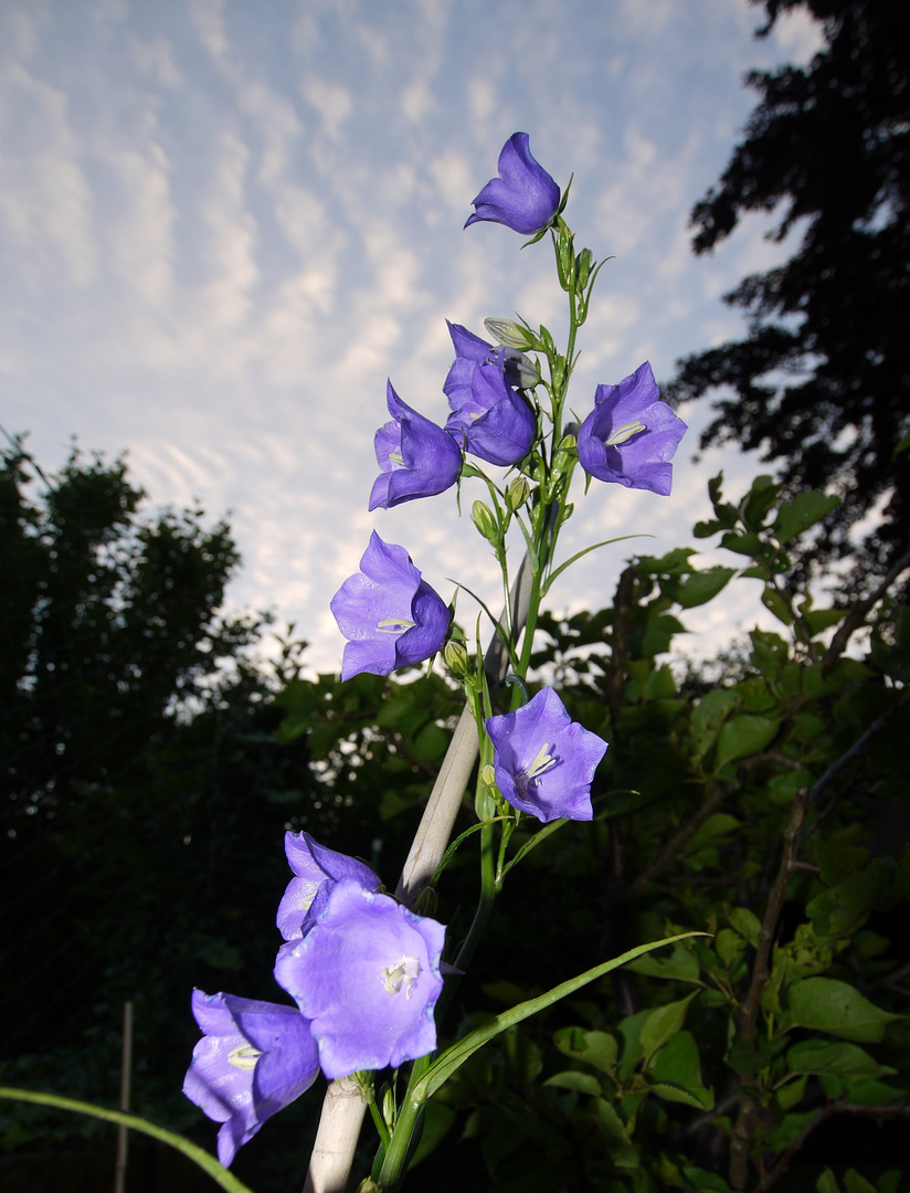 Glockenblume