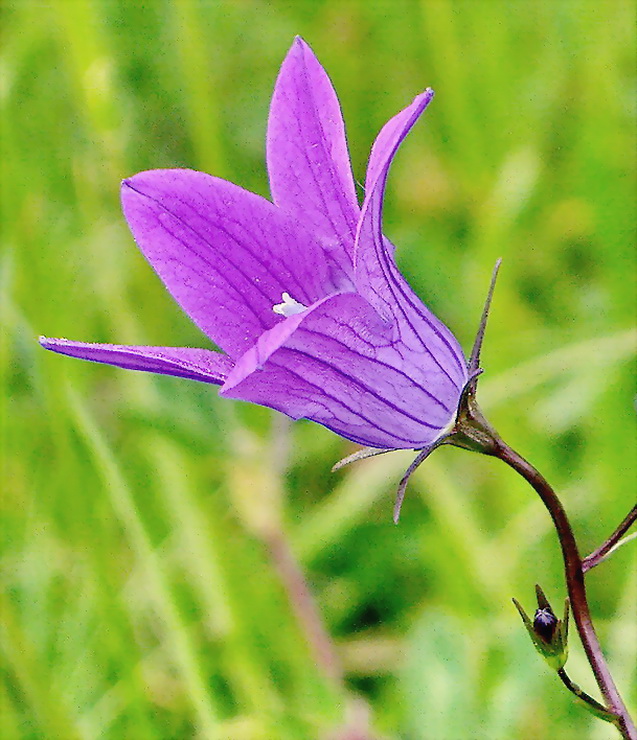 Glockenblume, elegant