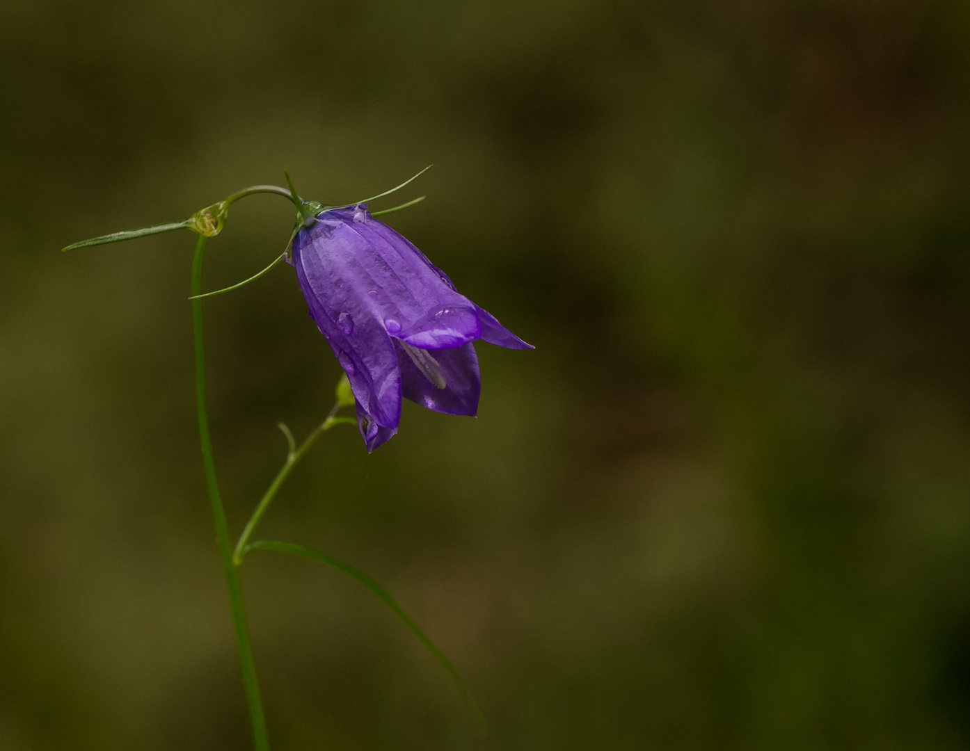 Glockenblume 