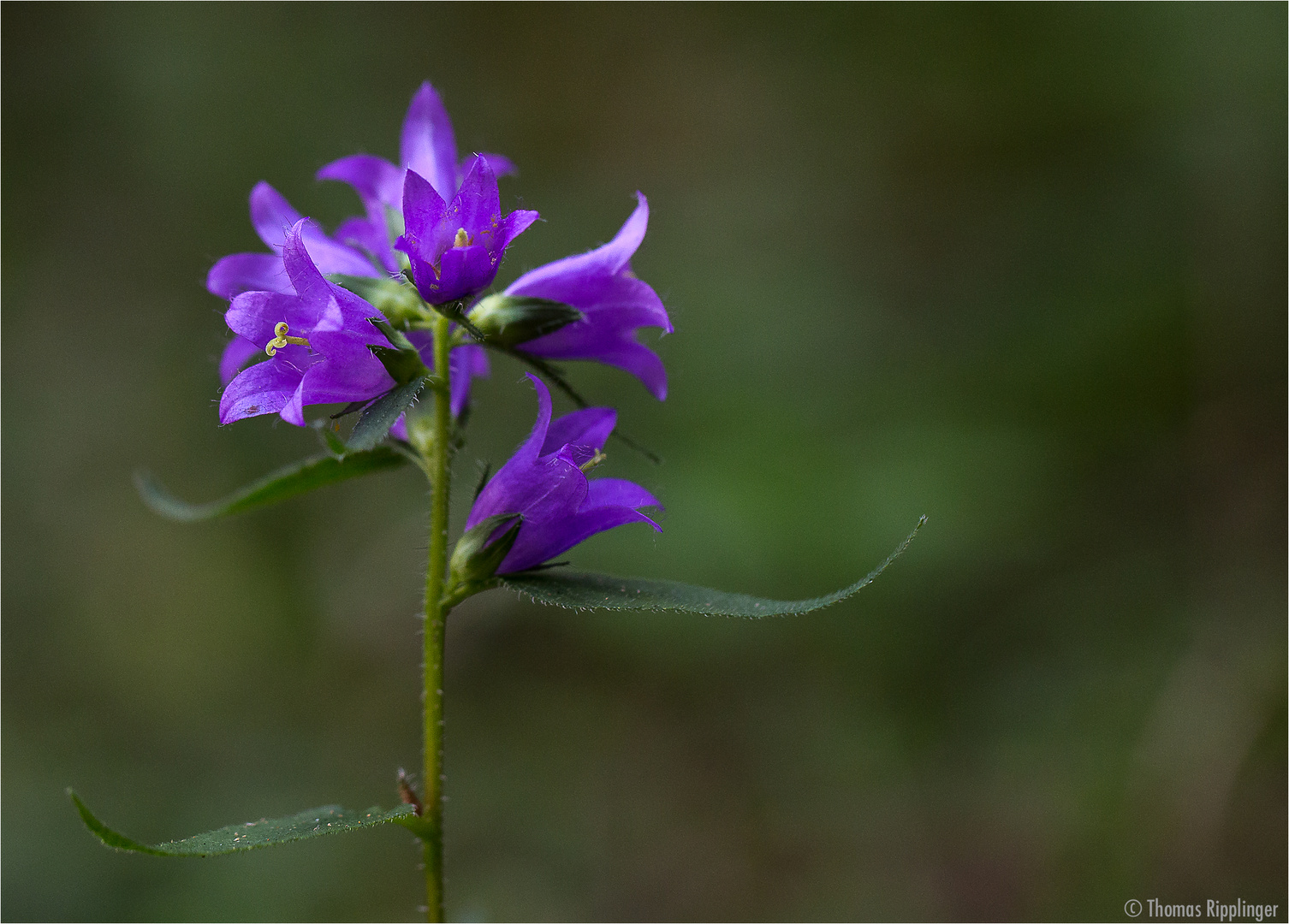 Glockenblume.