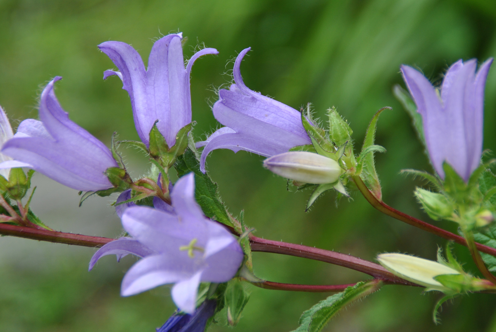 Glockenblume