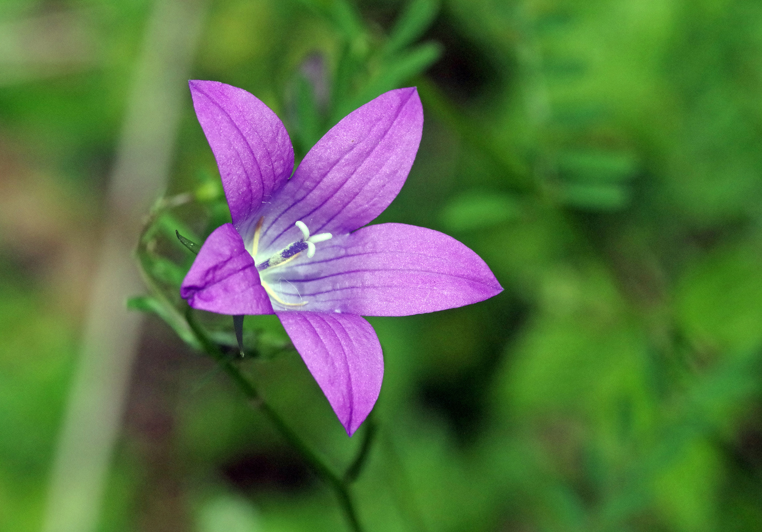 Glockenblume