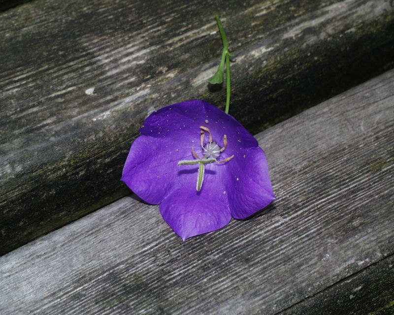 Glockenblume gut in Szene gesetzt??