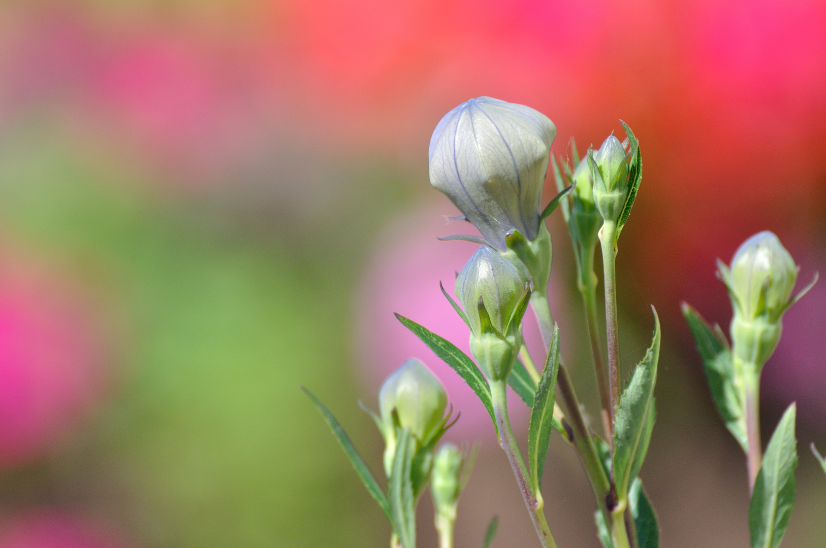 Glockenblume II