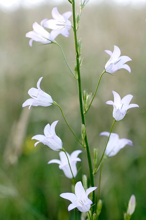 Glockenblume im Abendlicht