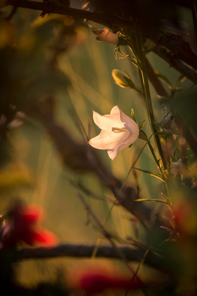 Glockenblume im Abendlicht