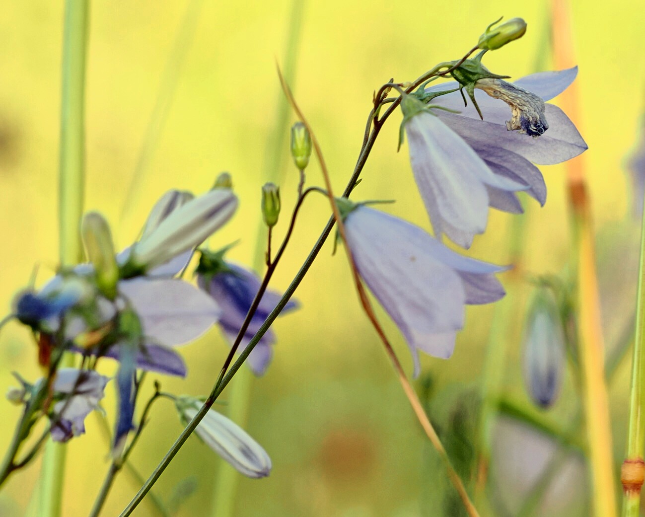 Glockenblume im Abendlicht