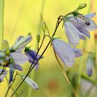 Glockenblume im Abendlicht