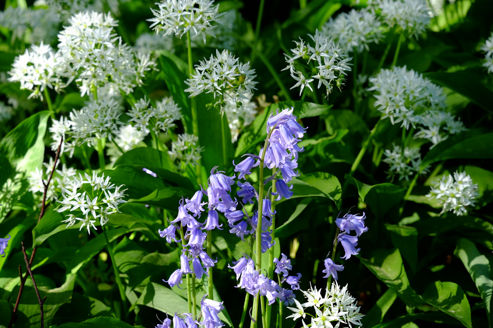 Glockenblume im Bärlauchwald