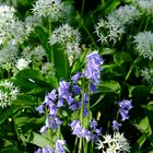 Glockenblume im Bärlauchwald