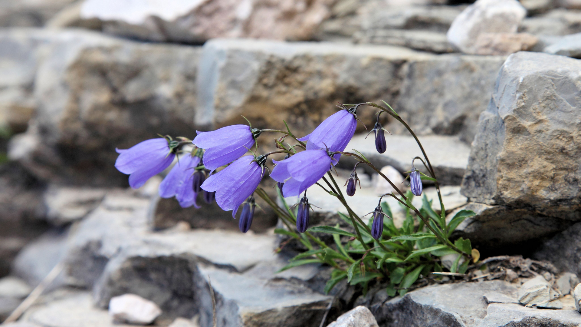 Glockenblume im Fels