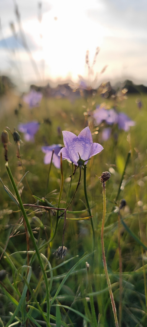 Glockenblume im Gegenlicht 