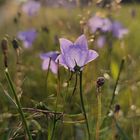 Glockenblume im Gegenlicht 