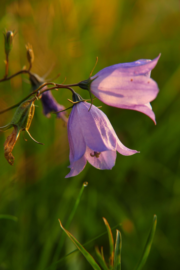 Glockenblume im Gegenlicht