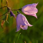 Glockenblume im Gegenlicht