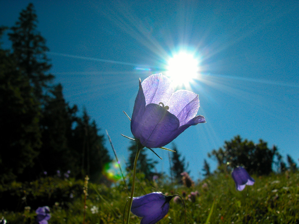 Glockenblume im Gegenlicht