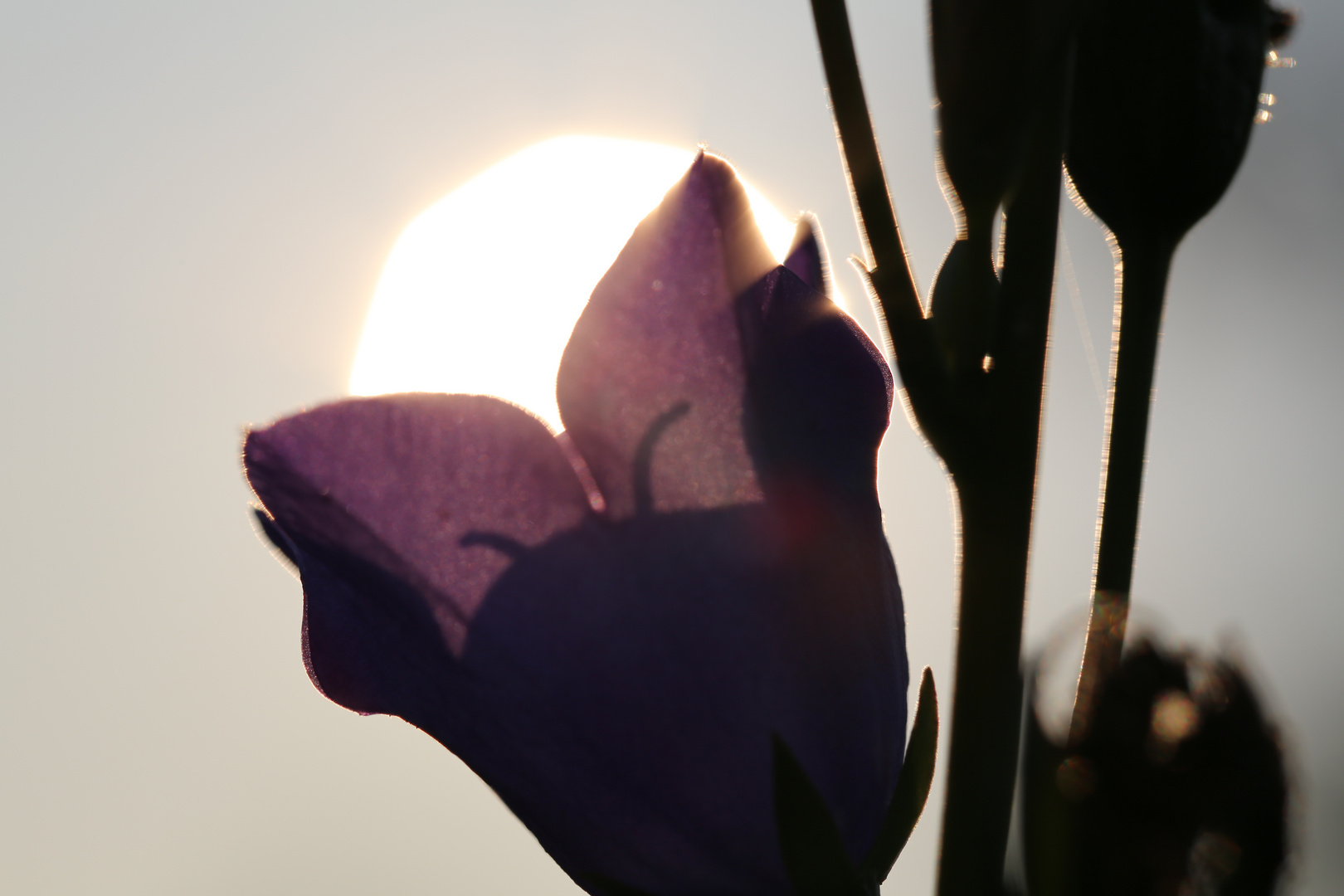 Glockenblume im Gegenlicht!