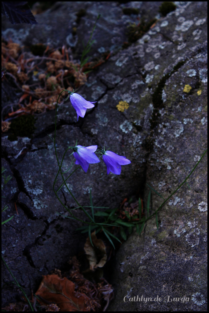 Glockenblume im Grossen Garten