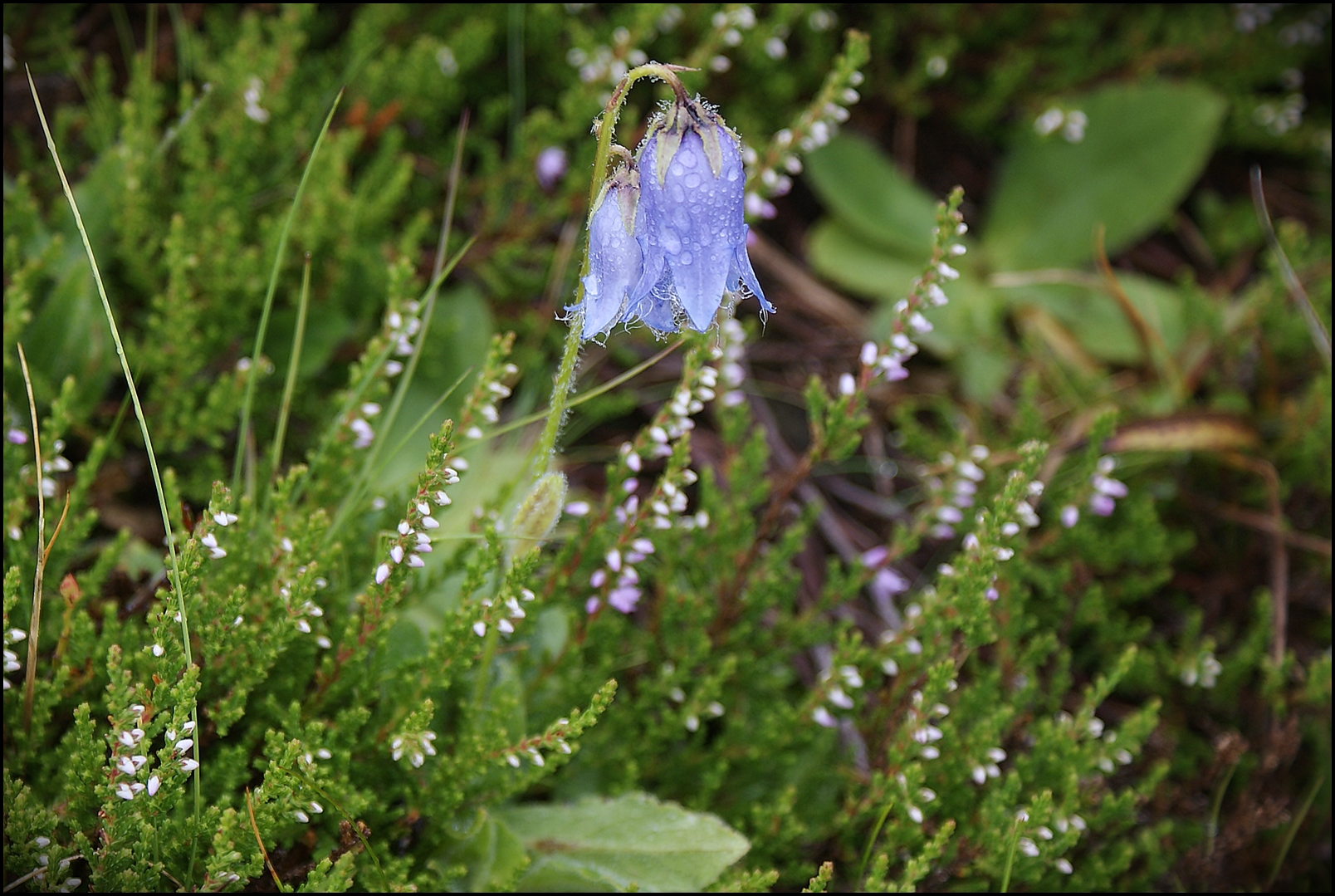 Glockenblume im Heidekraut