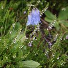 Glockenblume im Heidekraut