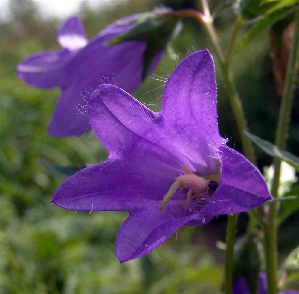 Glockenblume im Herbstlicht