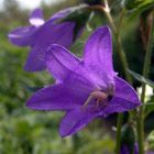 Glockenblume im Herbstlicht