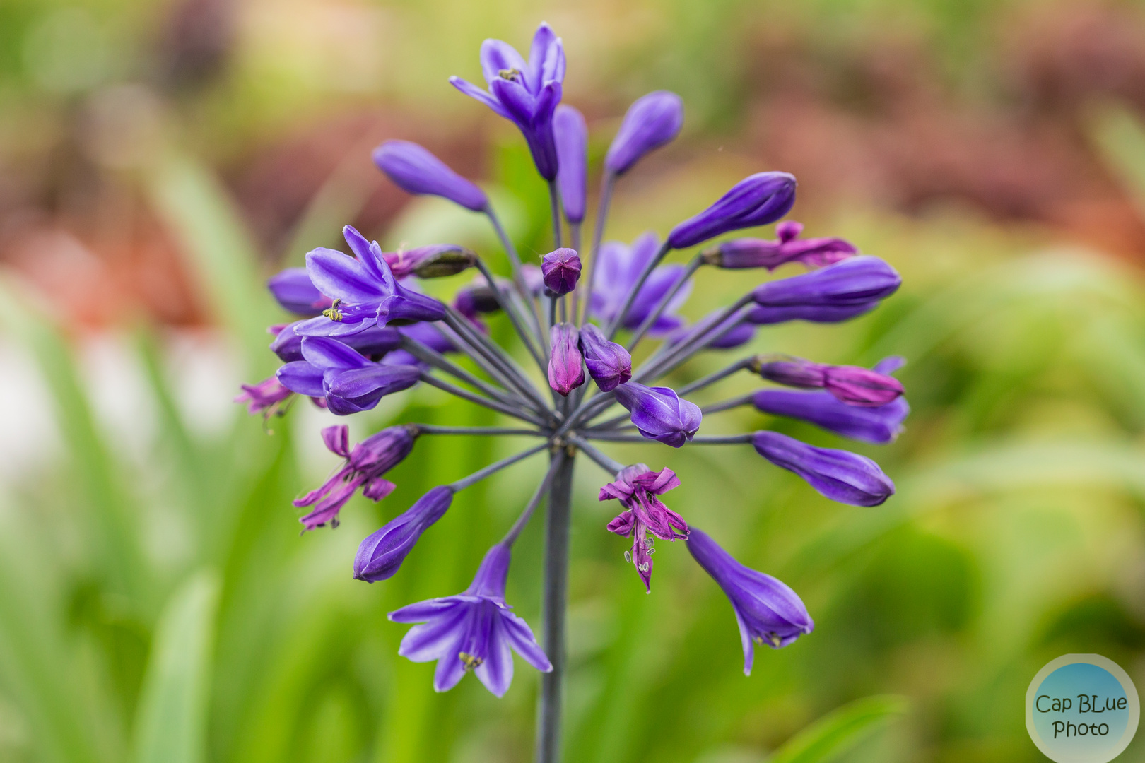 Glockenblume im Kakteenland Steinfeld Südpfalz