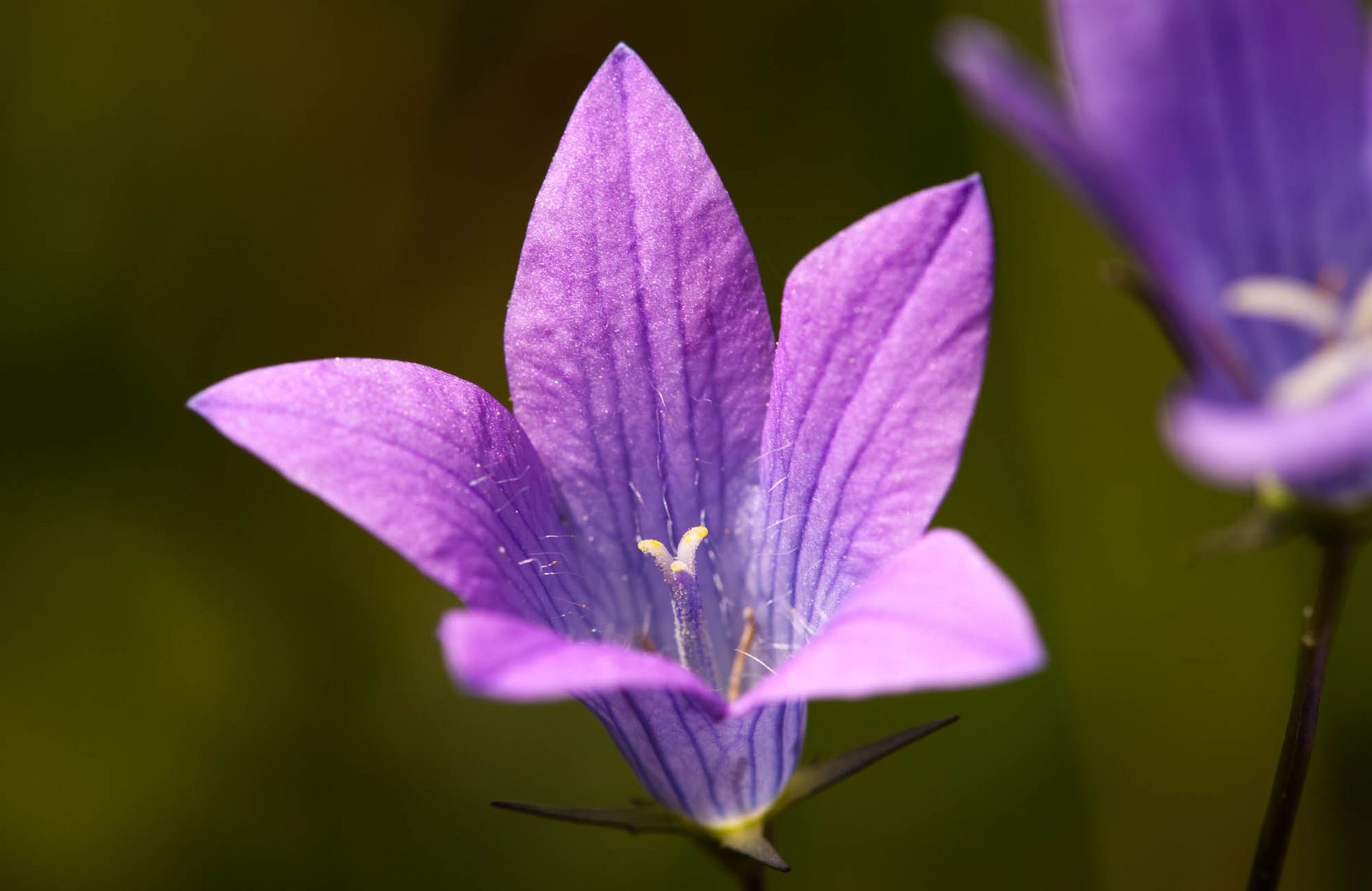 Glockenblume im Karwendel