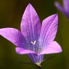 Glockenblume im Karwendel