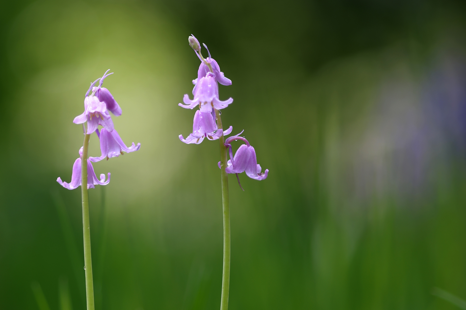 Glockenblume im Mai